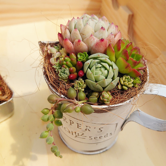 多肉植物 寄せ植え ブリキ缶 そのまま飾れる ギフト 多肉植物 YTN