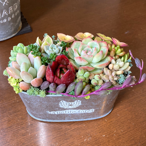 多肉植物 多肉セダムの寄せ植え そのまま飾れる ブリキ鉢 おうち