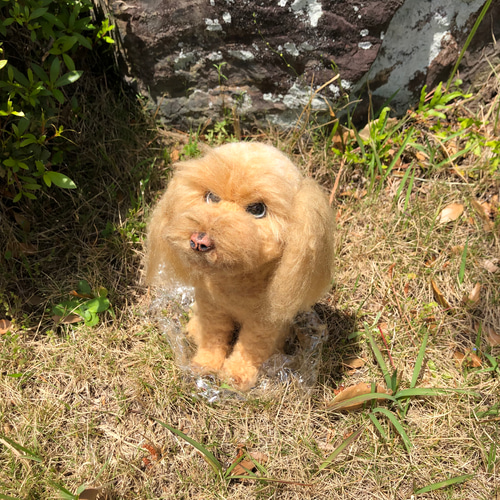 羊毛フェルト トイプードル 犬 オーダー トイプー うちの子 羊毛