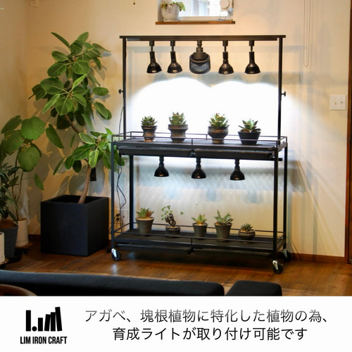 アガベ、塊根に特化した水受けトレー付き植物棚 ボタニカルシェルフ