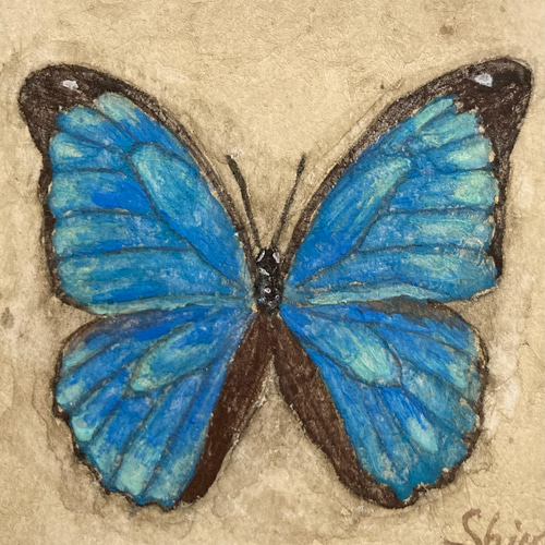 モルフォ蝶の小さな絵 -Morpho menelaus- /原画 アンティーク アート