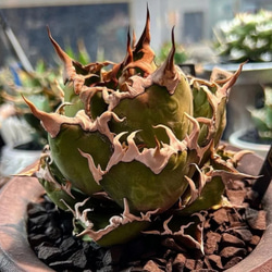 1特厳選 アガベ チタノタ ハデス 黒帝斯 Agave titanota Hades 恐竜牙