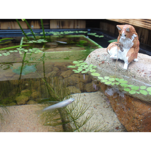 ビオトープ 25L トロ舟＆木枠セット（フラットタイプ防鳥網付き