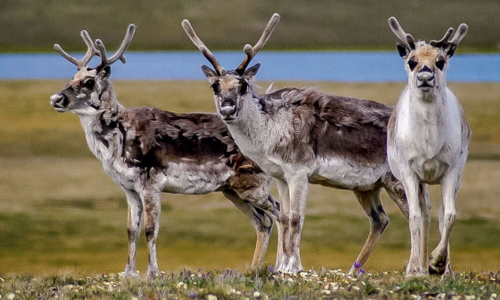 Peary-Caribou-Photo-courtesy-