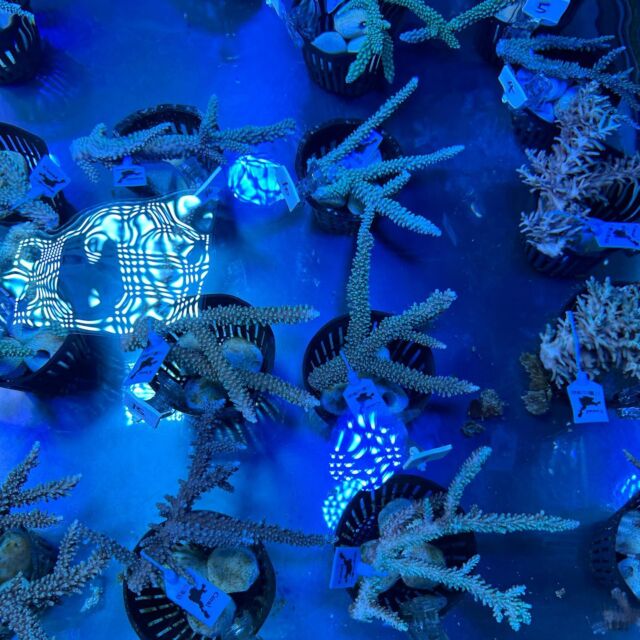 京セラアクアリウムLED ディープブルー | コーラルラボ