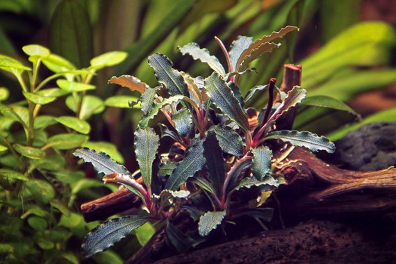 Bucephalandra sp. 'Red Scorpio' - Dennerle Plants
