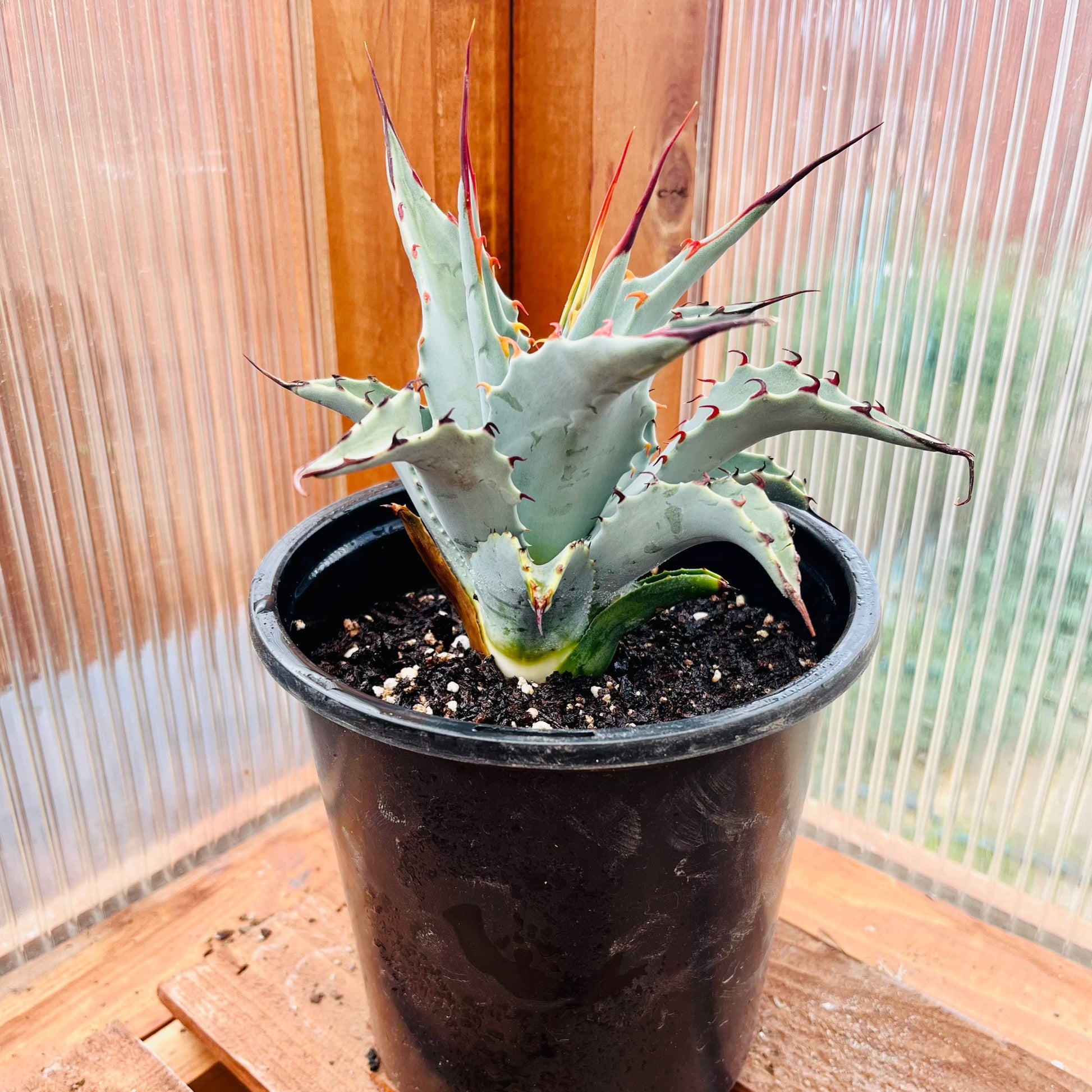 Agave parryi 'Oregon Hybrid' COLD HARDY ZONE 5 – Desertscape Nursery