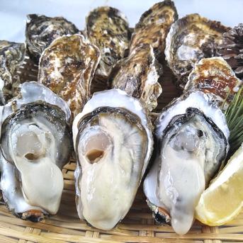 生食用 殻付き 牡蠣 2kg（14~35粒）2キロ 牡蠣 殻付き 牡蛎 牡蠣