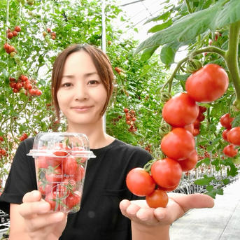 ⭐︎金賞受賞⭐︎ミサトファームの美健トマト®︎「プチぷよ」1箱40粒