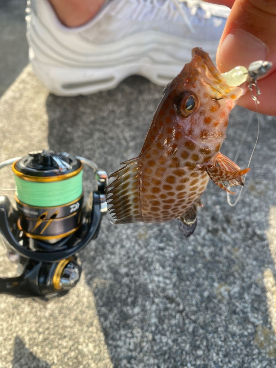 DAIWA 21カルディア FC LT1000Sの最安値・インプレ・釣果 | 本音の