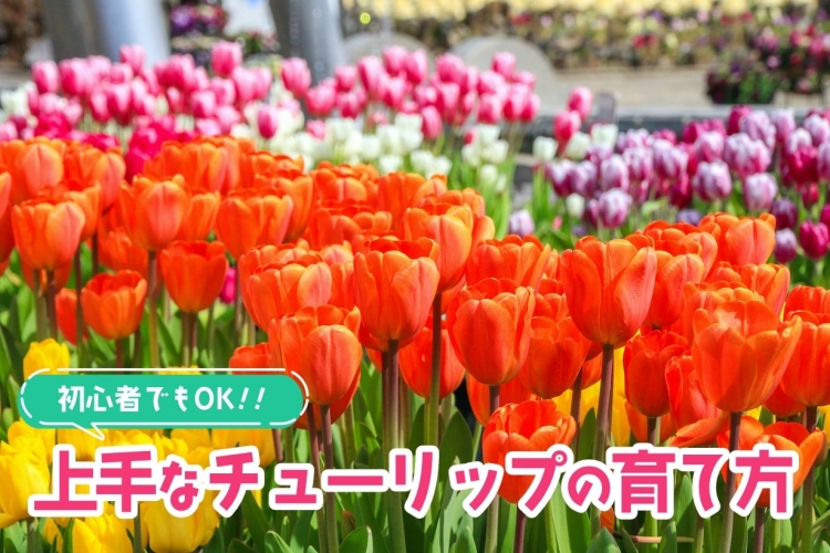 チューリップの育て方を初心者向けに解説！ プランター栽培のコツも