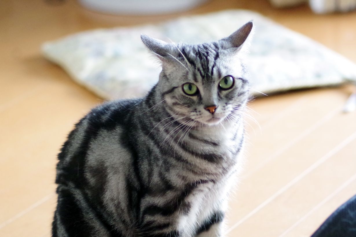 アメリカンショートヘアはどんな猫？ 飼い方や性格、ルーツなどを紹介