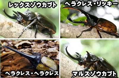 アクティオンゾウカブト(レックスゾウカブト)｜ドルクスダンケ