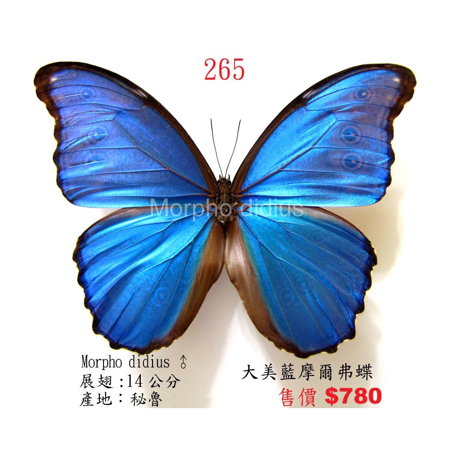 Morpho didius 蝶 標本 青色THE GREAT BLUE モルフォ Morpho didius 蝶