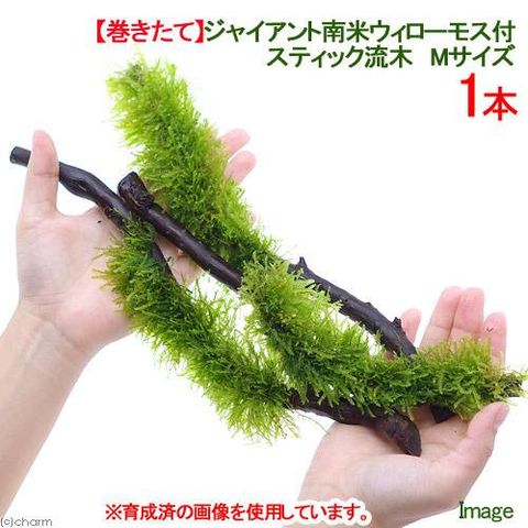 dショッピング |（水草）巻きたて ジャイアント南米ウィローモス
