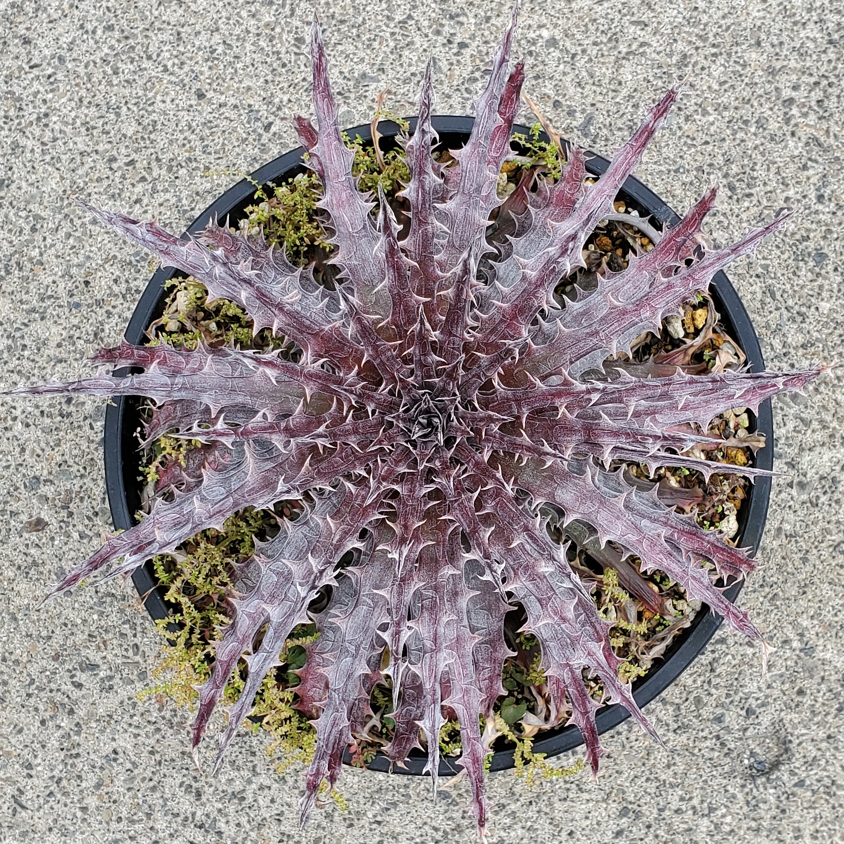 ディッキア・バトルアクス（Dyckia 'Battle Axe'） | Dyckia Maniax