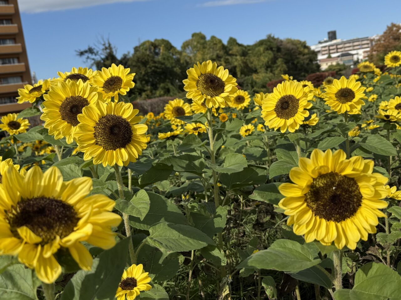 座間市】かにが沢公園では冬のひまわりが見頃を迎えています！ 座間市