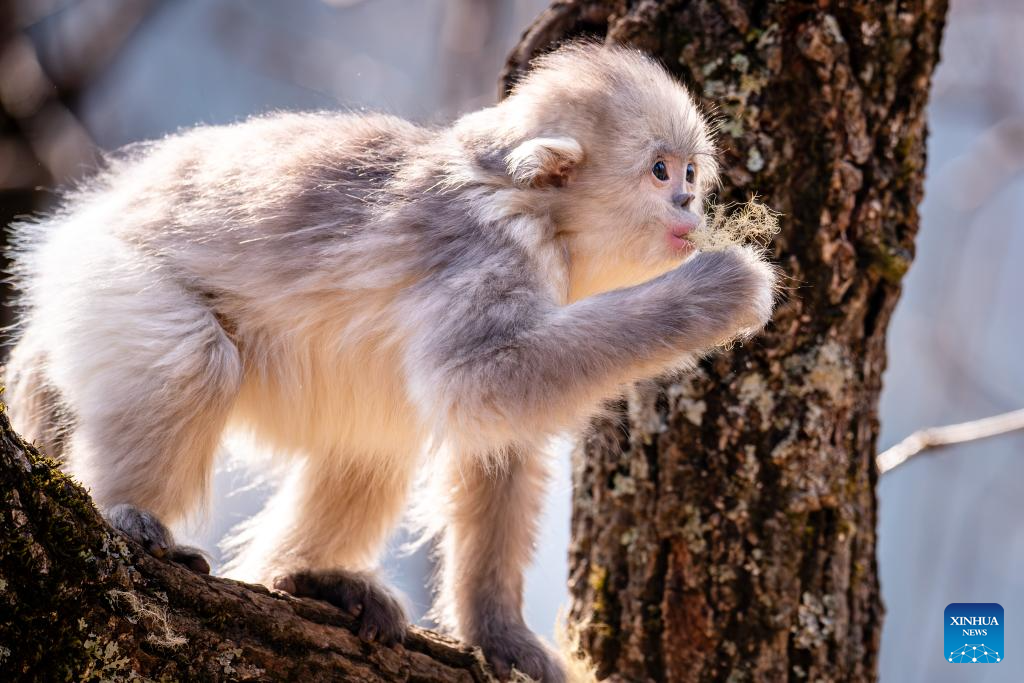 NATURAL MOUNTAIN MONKEYS NOVITA 真鍮 ブラス NOVITA | NATURAL