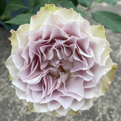 Lapis Veil Rose-青金石面纱｜Japanese Cut Rose – Ergongzy Roses