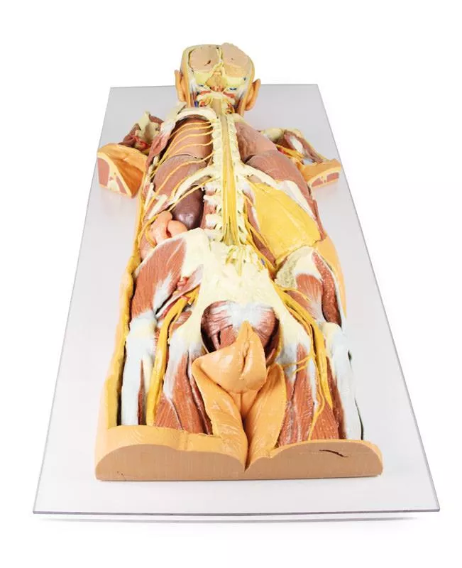 ERLER ZIMMER 人体模型 Erler-Zimmer 22 Part Didactical Osteopathic
