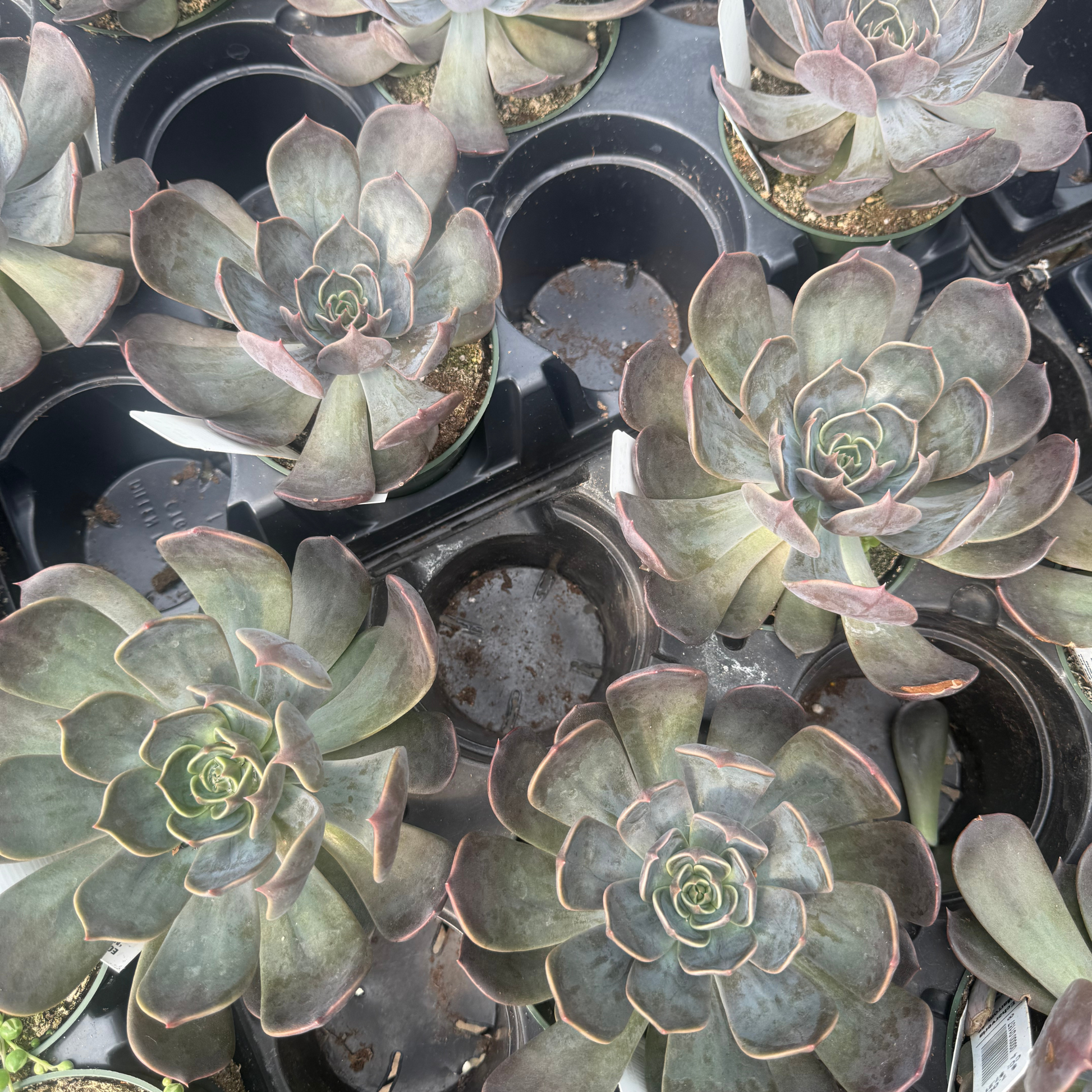 Echeveria 'Marrom' – Fantastic Gardens