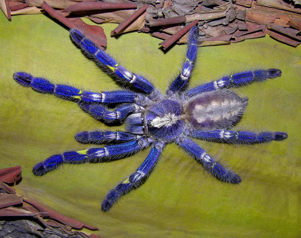 The Endangered Peacock Tarantula - Focused Conservation