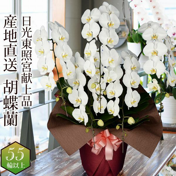ミディ胡蝶蘭 ゴールデンマンボ 3本立 | 花工房エーデルワイス