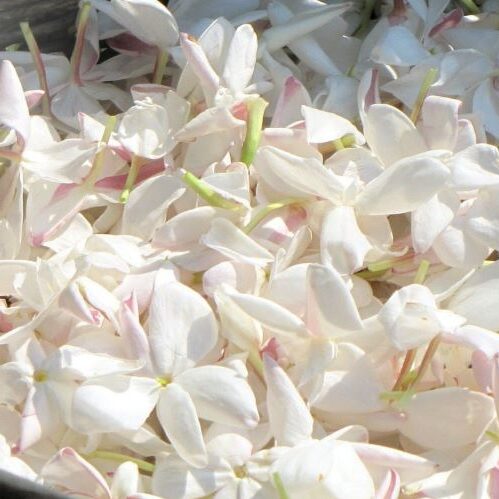 香料植物・ハーブ図鑑】ジャスミン Jasmine