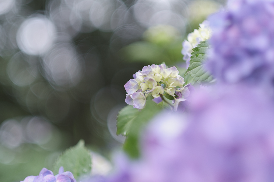 XF56mm F1.2 で紫陽花を撮影してきた｜FUJI X がある生活