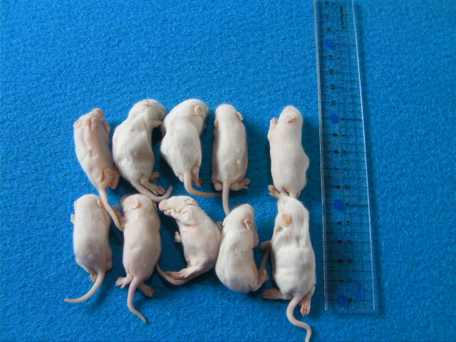 ファジー）10匹 国産冷凍マウス ファジー（約5cm） - 爬虫類専門