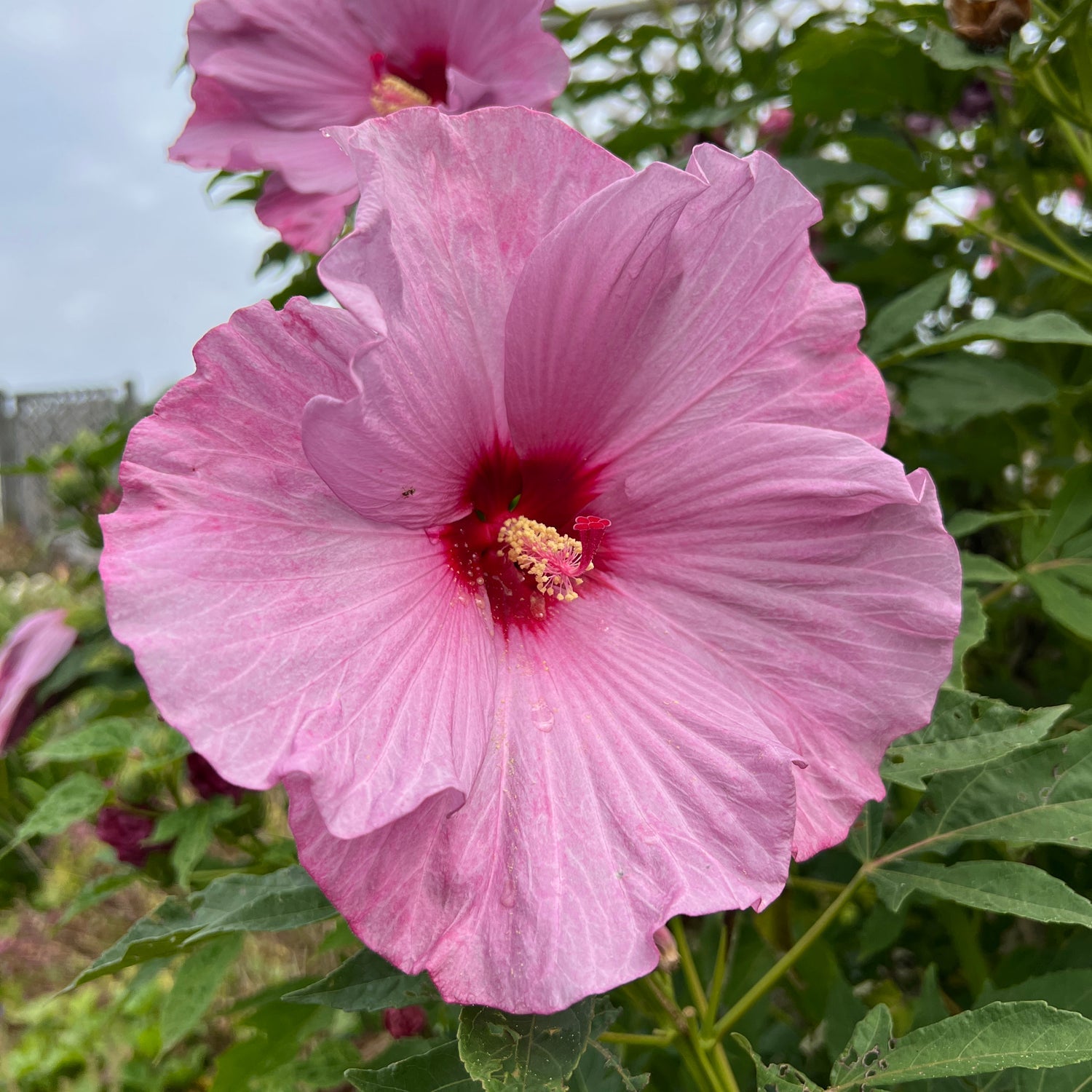 Summerific® 'Lilac Crush' Rose Mallow (Hibiscus)