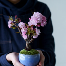 石木花 盆栽 さくらんぼ｜アッサンブラージュ オートゥルモン