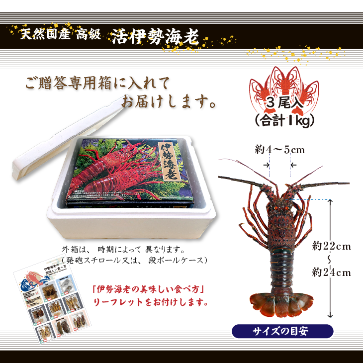 高級 天然 伊勢海老 三重県産 大きめサイズ 3尾入 1.0kg ☆ [活伊勢