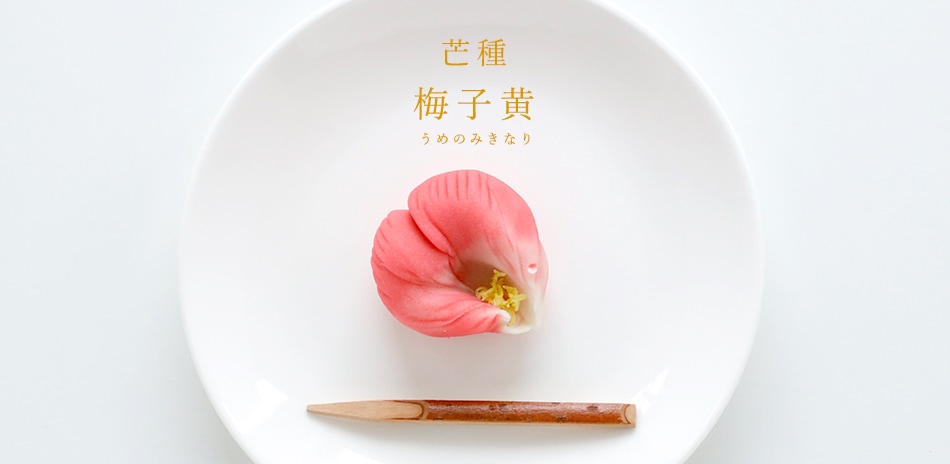 二四節気七二候【芒種｜梅子黄】