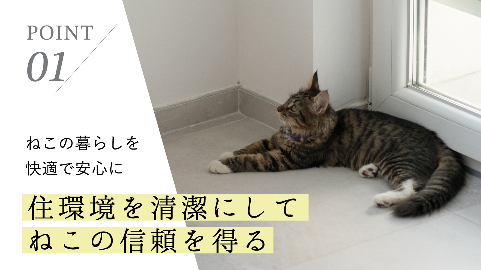ねこいちゃ デオドラントスプレー 3本セット