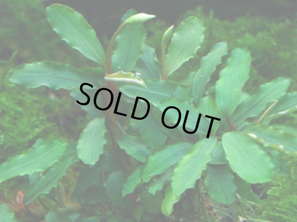 Bucephalandra sp. “Sintang Kayu lapis”type2 全銀 - グラスゲート