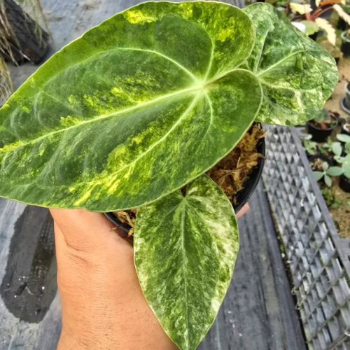 Explore Anthurium Papillilaminum Hybrid - Rare & Exquisite
