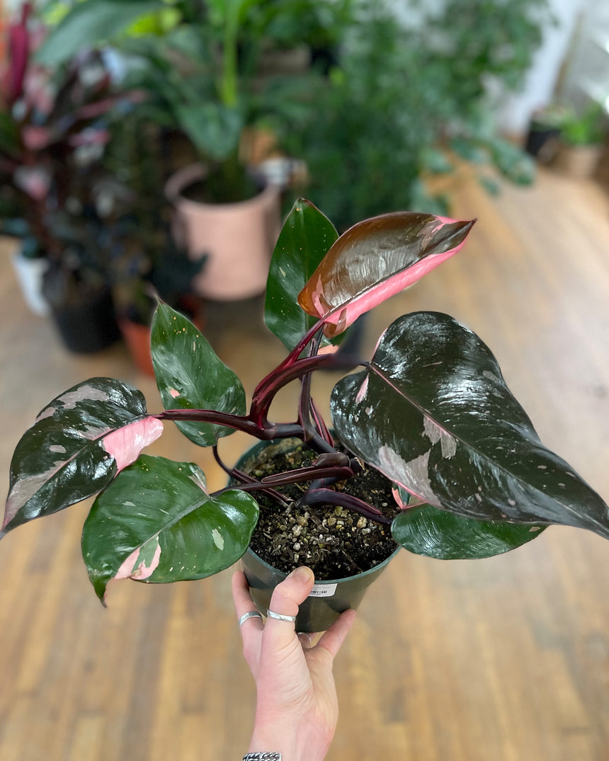 Philodendron Pink Princess – Hammer + Vine