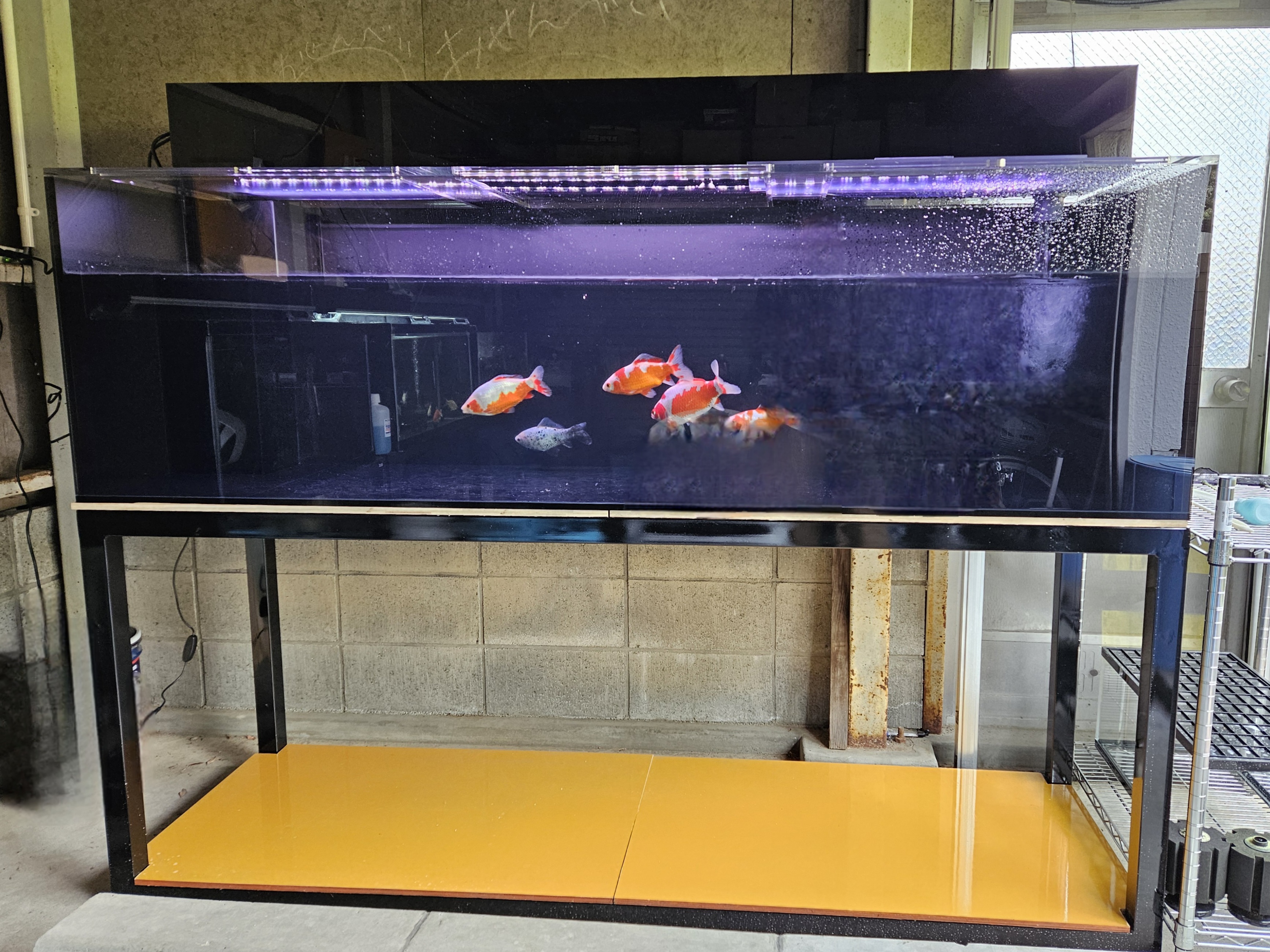 アクアランドはなばた | 福島県いわき市の熱帯魚屋 / 大型サイズ水槽