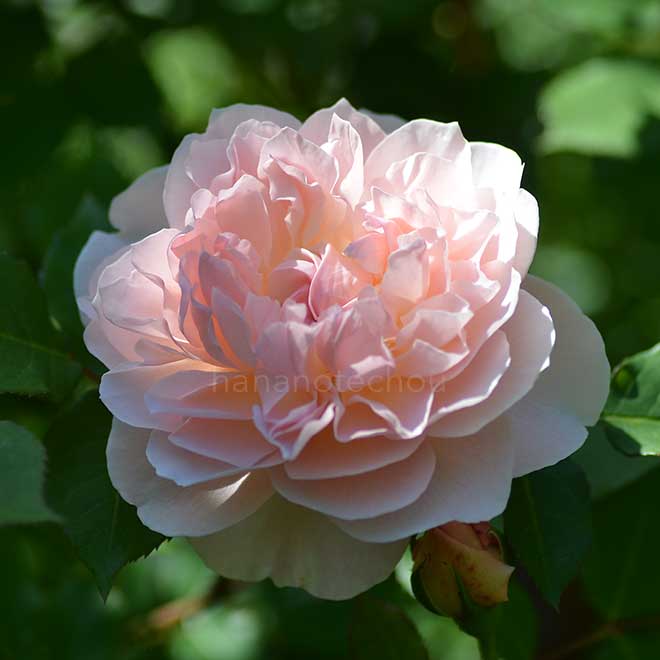 バラ メアリー マグダリン｜ROSE Mary Magdalene｜花の手帖のwebバラ図鑑