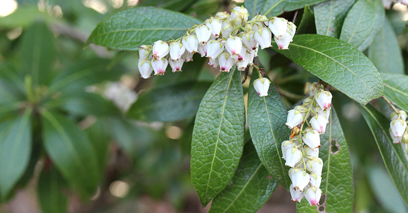 pierisJaponica00_800_01.jpg