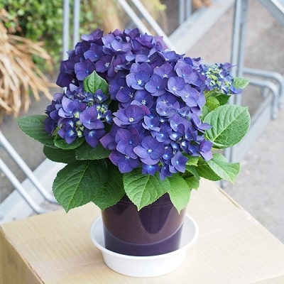 ハイドランジアの育て方 | 株式会社ハクサン｜花や植物、園芸資材を