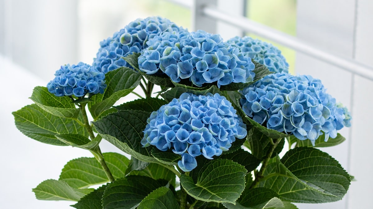 ハイドランジア マジカルシリーズ | 株式会社ハクサン｜花や植物、園芸