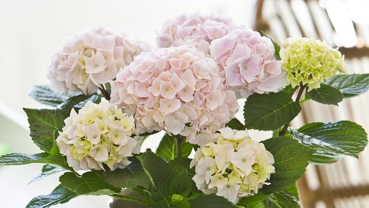 ハイドランジア スクロール | 株式会社ハクサン｜花や植物、園芸資材を