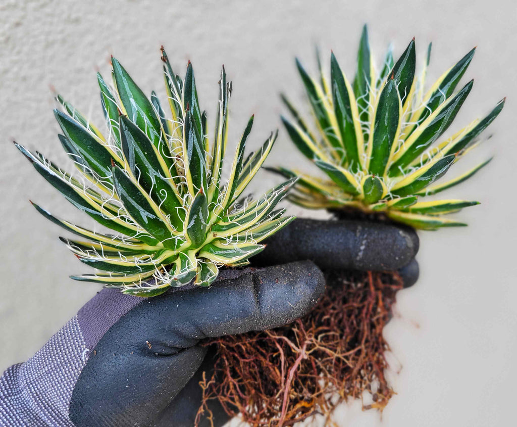 Agave utahensis v. eborispina - Utah Agave – Happy Valley Plants