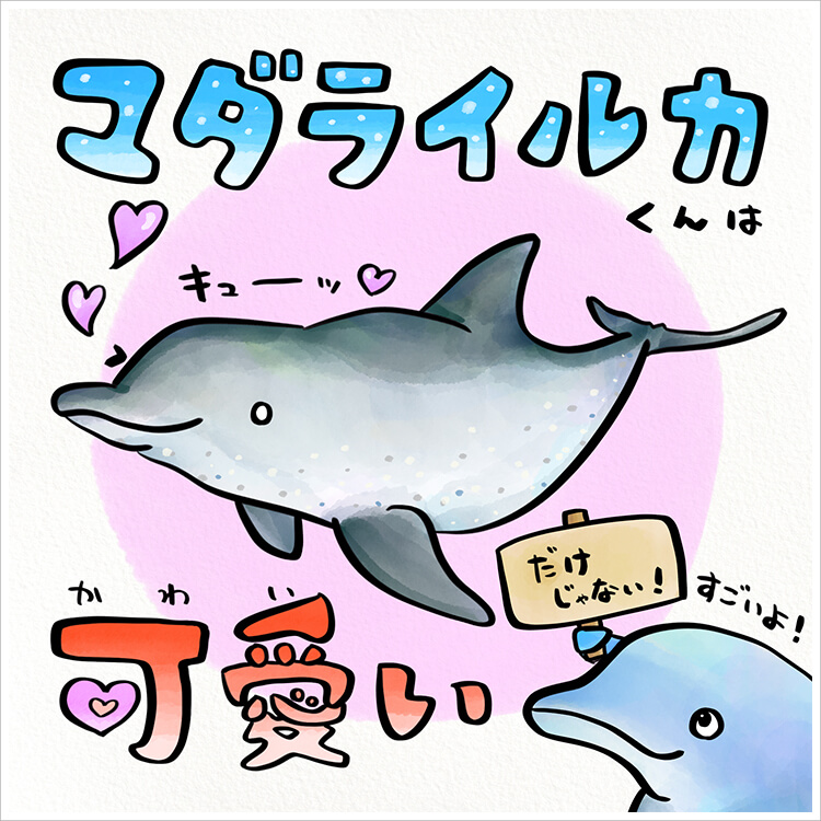 日本でも珍しい！マダライルカとは？ | 知って得する！川田一輝のお魚