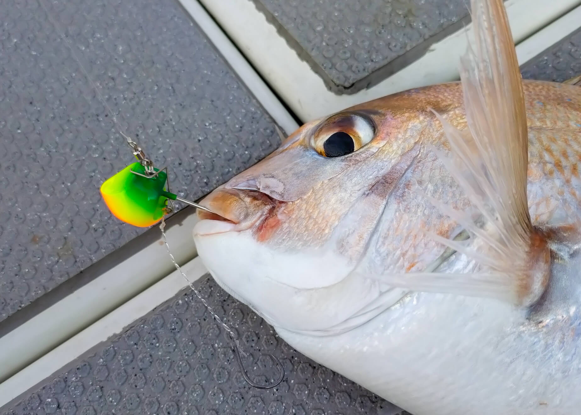 積極的に掛けていくアクティブな釣りが面白い！「無双真鯛」シリーズに