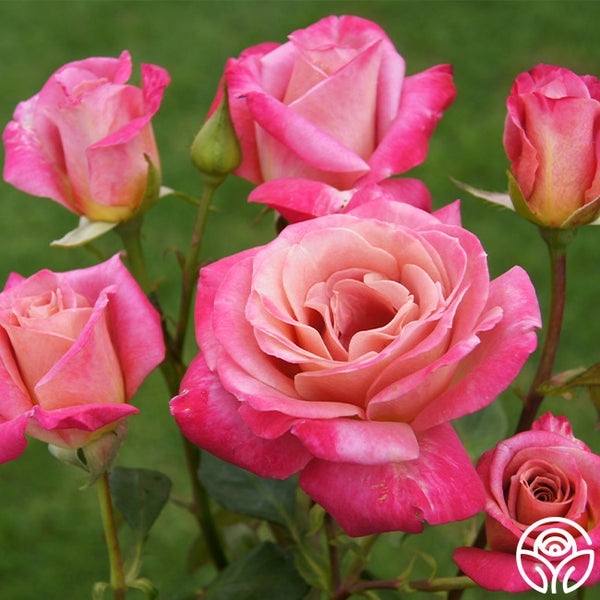 Muzi-Lucia Hybrid Tea Rose | Heirloom Roses