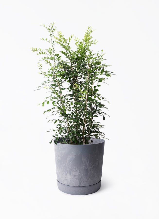 8号サイズの観葉植物 | 通販専門店 HitoHana（ひとはな）