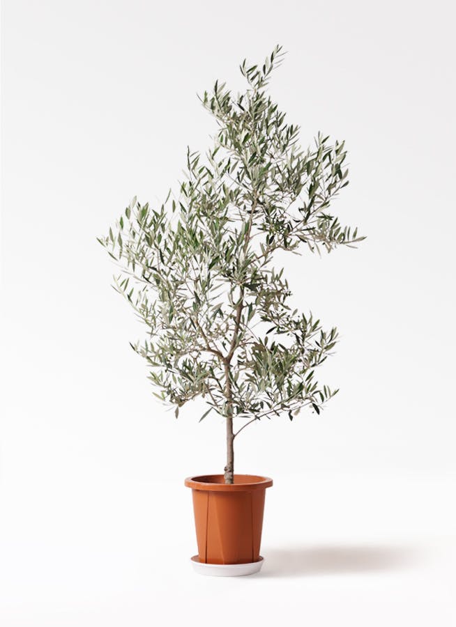 観葉植物 オリーブの木 10号 ピクアル ジュピター 黒 付き / 小倉園